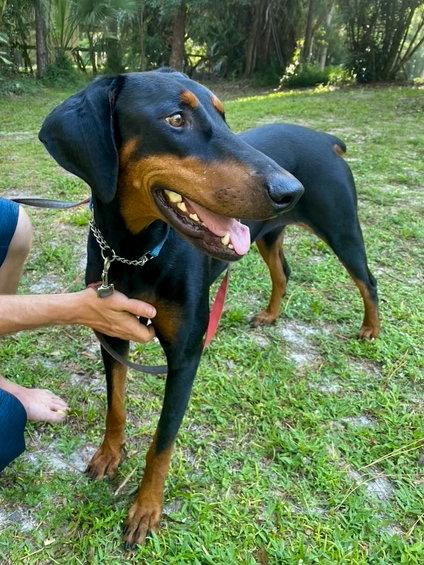 Enlarge Lola 3574, a Adoptable Doberman Pinscher in Oakland Park, FL image 1/3