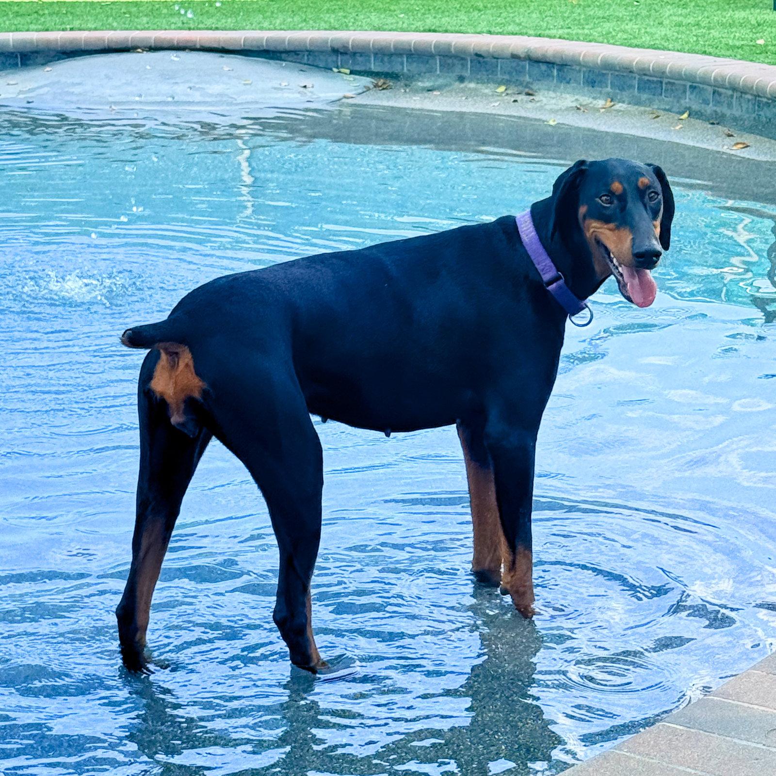 Enlarge Lola 3574, a Adoptable Doberman Pinscher in Oakland Park, FL image 2/3