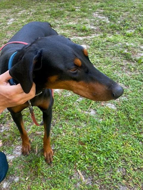 Enlarge Lola 3574, a Adoptable Doberman Pinscher in Oakland Park, FL image 2/3