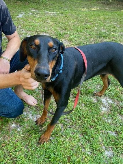 Enlarge Lola 3574, a Adoptable Doberman Pinscher in Oakland Park, FL image 3/3
