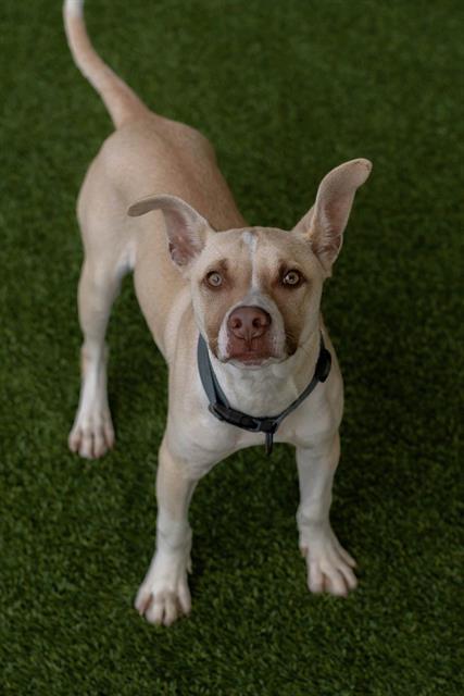 CODY, Adoptable, Young Male Pit Bull Terrier.