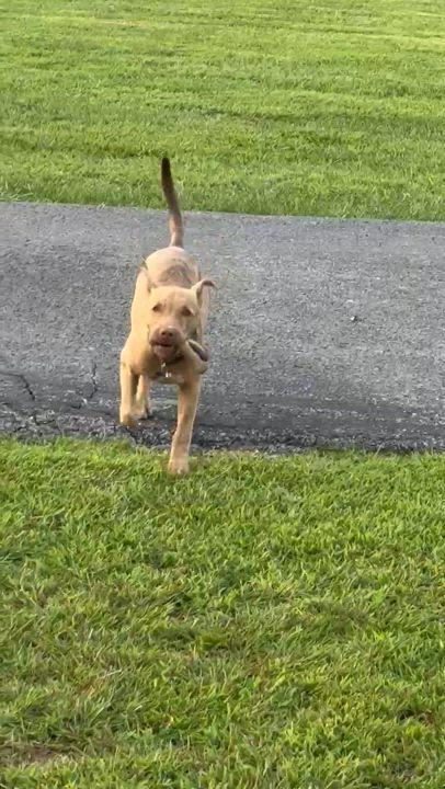 Dixie  S thumbnail 2