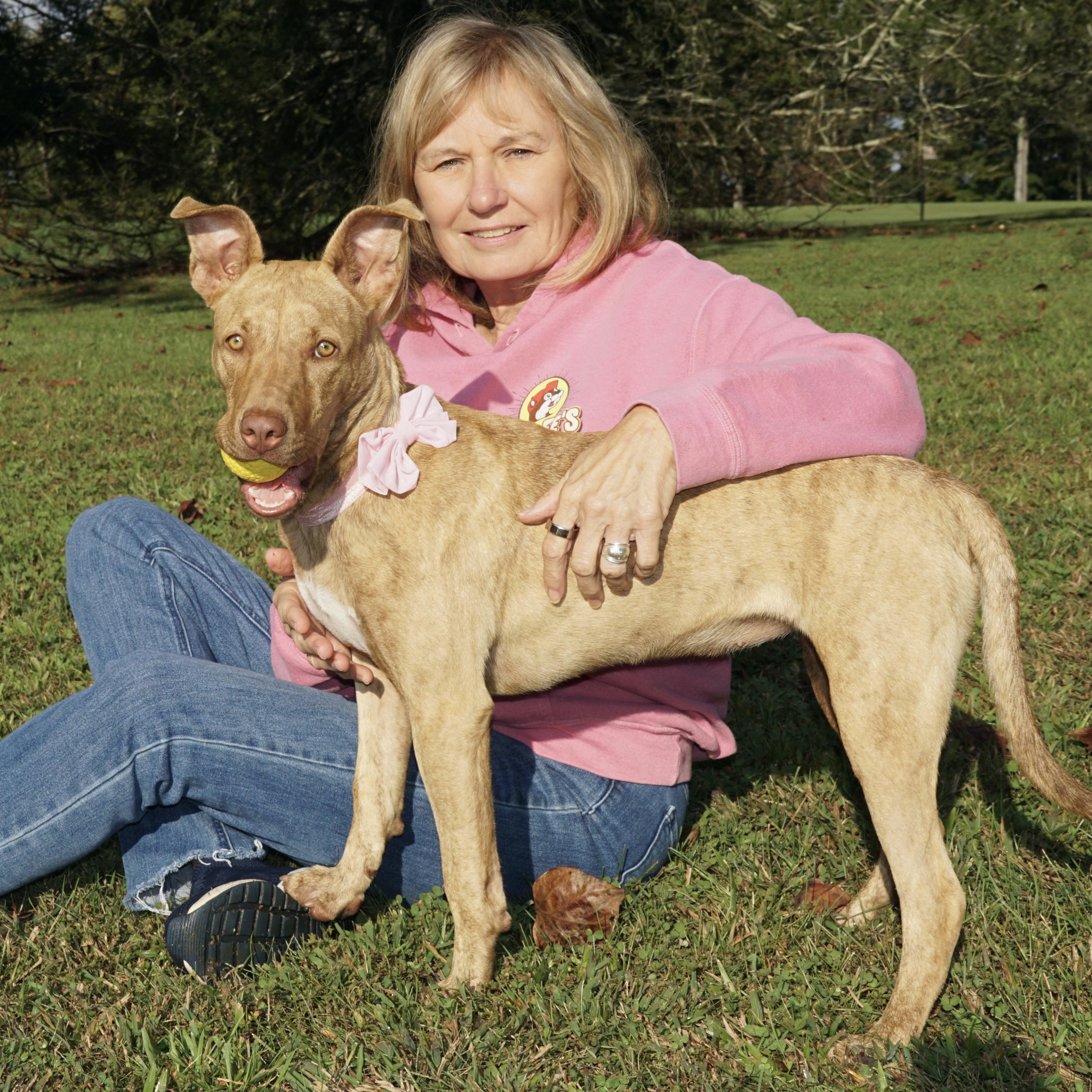 Dixie - s, Adoptable, Young Female Mountain Cur & Corgi.