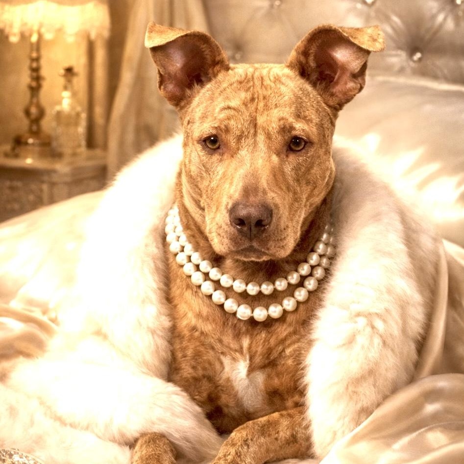 Enlarge Dixie - s, a Adoptable mixed breed in Sequatchie, TN image 1/6