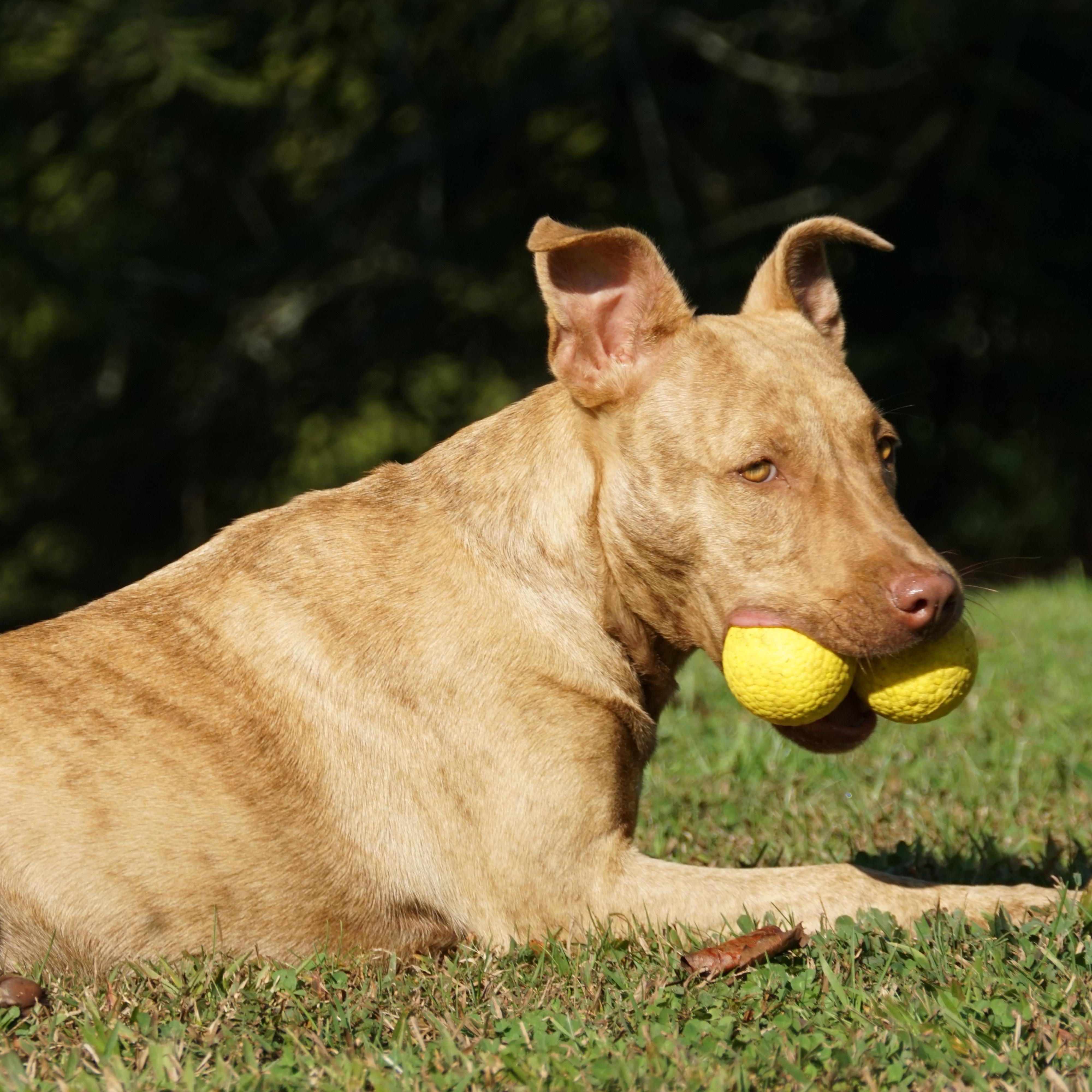 Dixie - s, a Adoptable mixed breed in Sequatchie, TN image 3/6