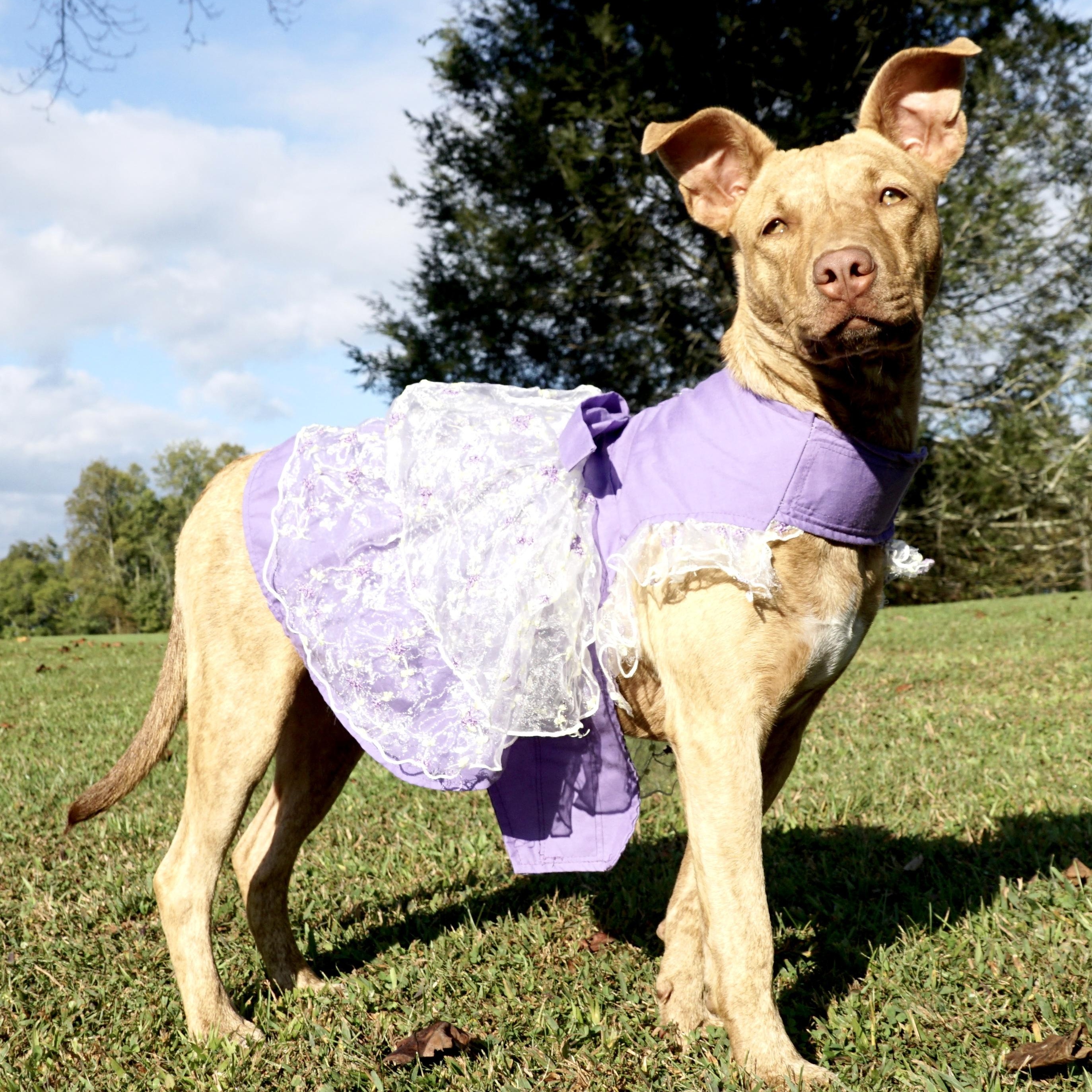 Dixie - s, a Adoptable mixed breed in Sequatchie, TN image 4/6