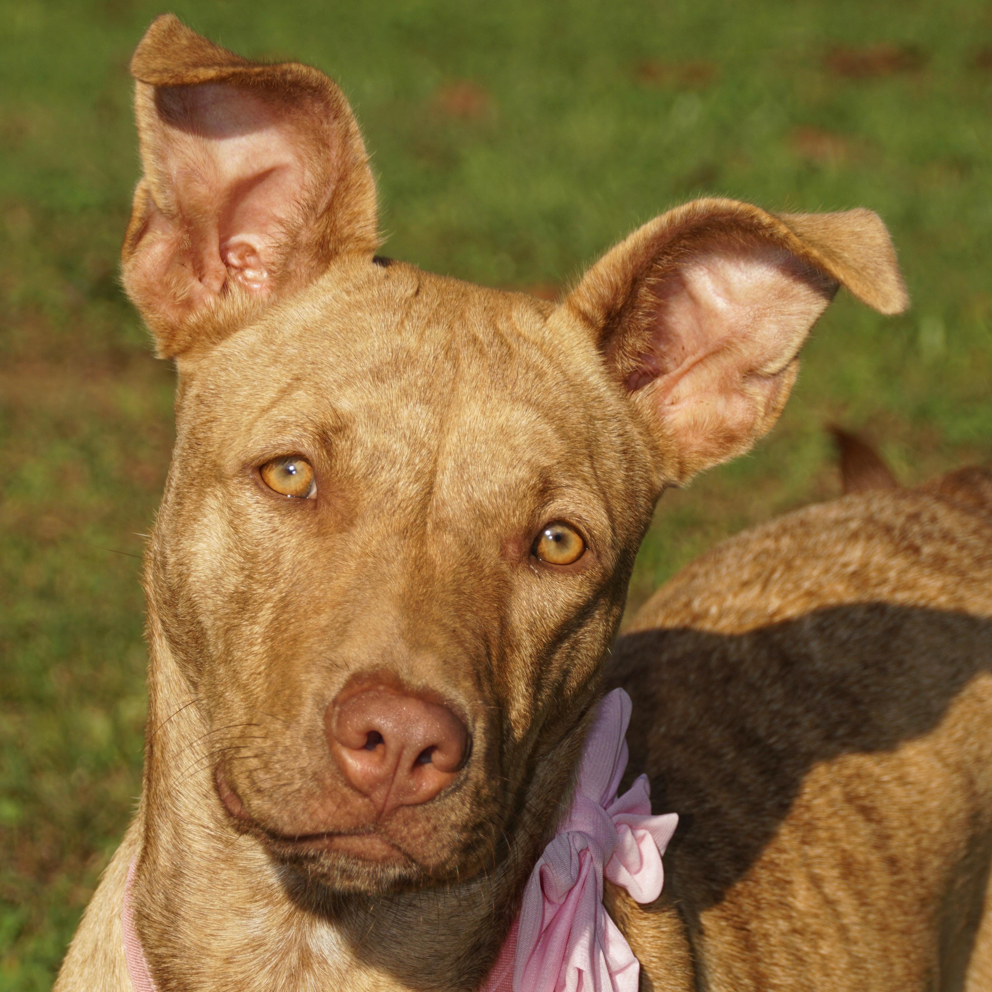Dixie - s, a Adoptable mixed breed in Sequatchie, TN image 2/6