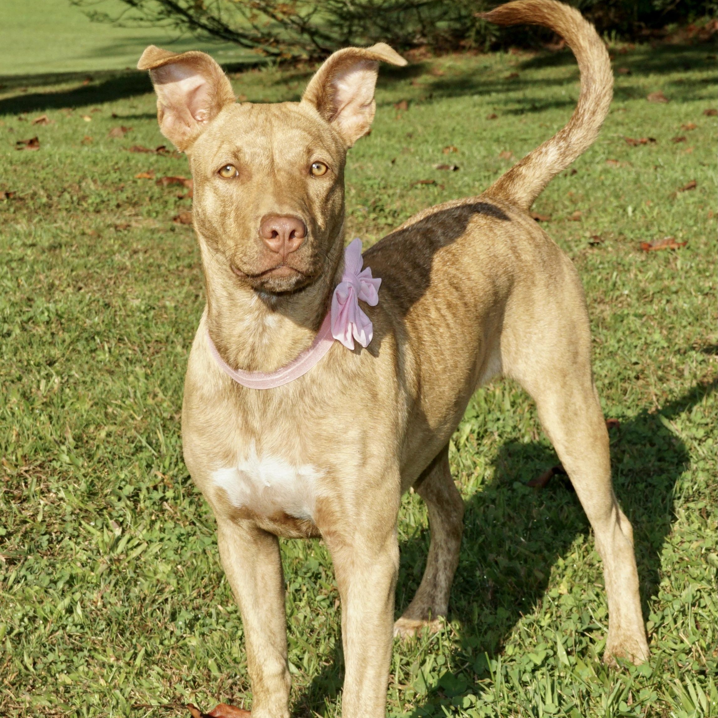 Dixie  S thumbnail 6