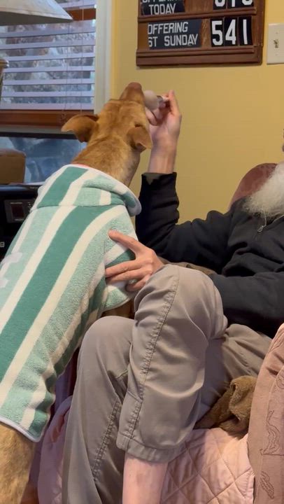 Enlarge Dixie - s, a Adoptable mixed breed in Sequatchie, TN video 6/6