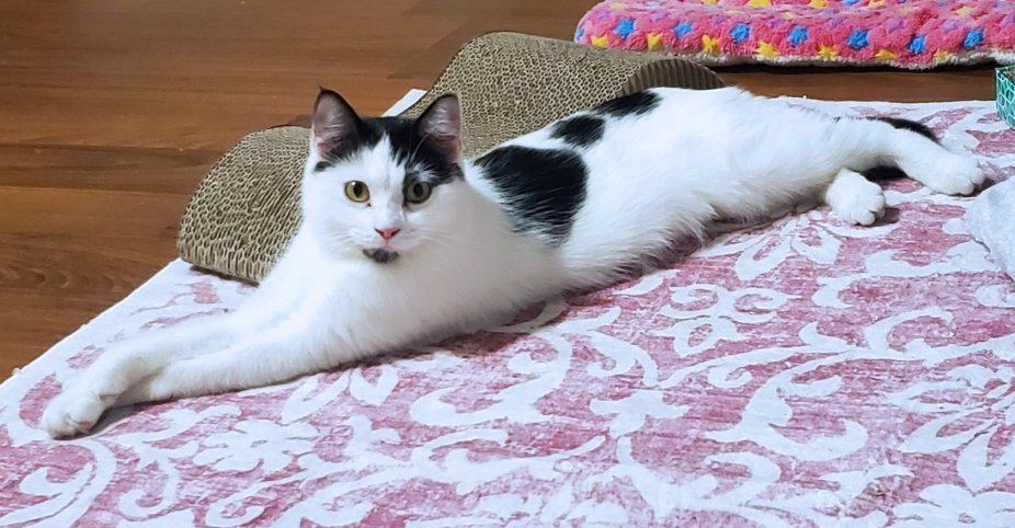 Lealah, a Adoptable Domestic Medium Hair in White Bear Lake, MN image 4/5