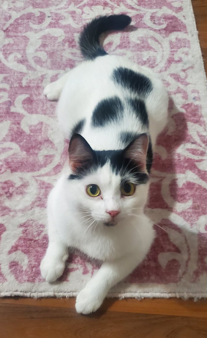 Lealah, Adult Female Domestic Medium Hair