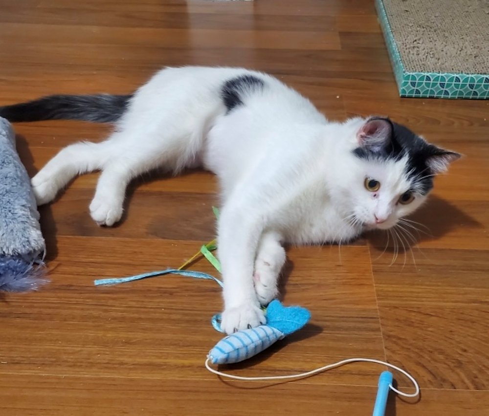 Lealah, an adoptable Domestic Medium Hair in White Bear Lake, MN, 55110 | Photo Image 4
