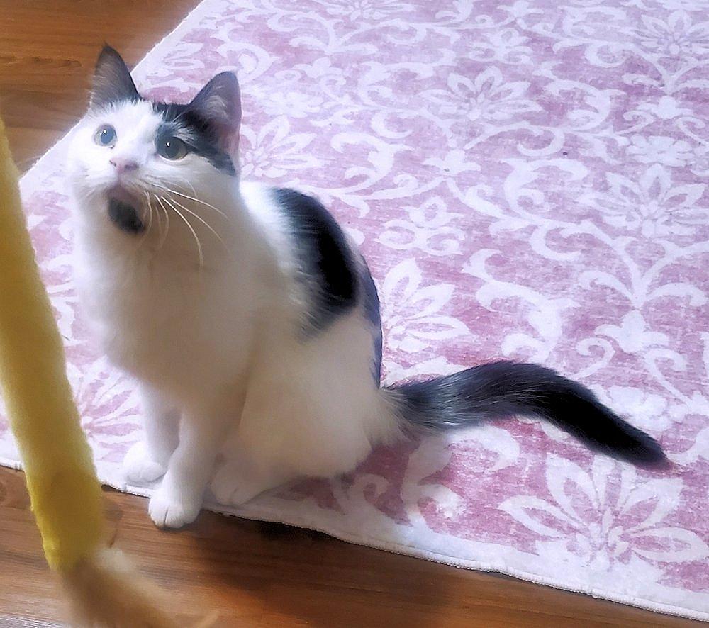 Lealah, a Adoptable Domestic Medium Hair in White Bear Lake, MN image 2/5