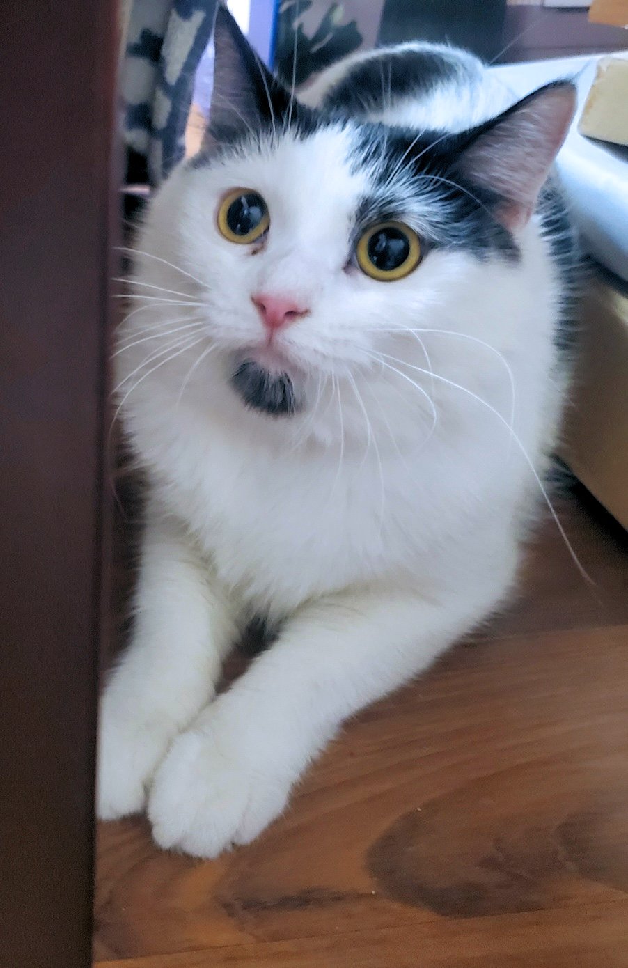 Lealah, a Adoptable Domestic Medium Hair in White Bear Lake, MN image 5/5