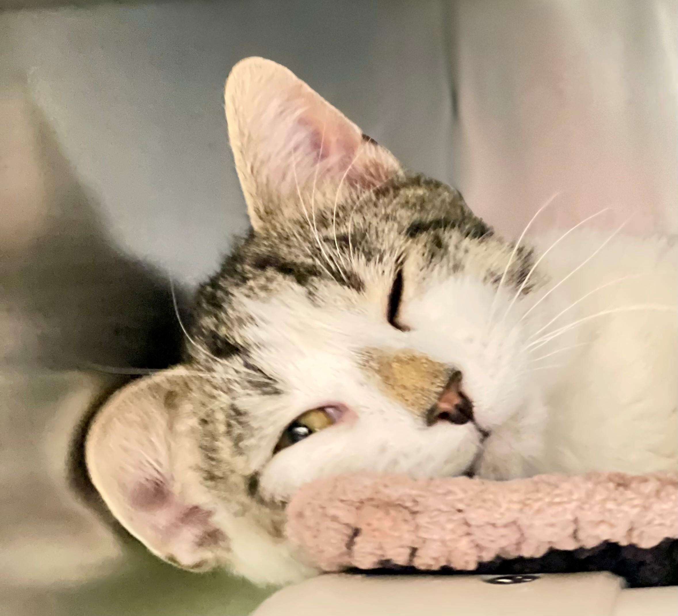 Enlarge Figaro, an adoptable Domestic Short Hair in Hamilton, ON image 2/3