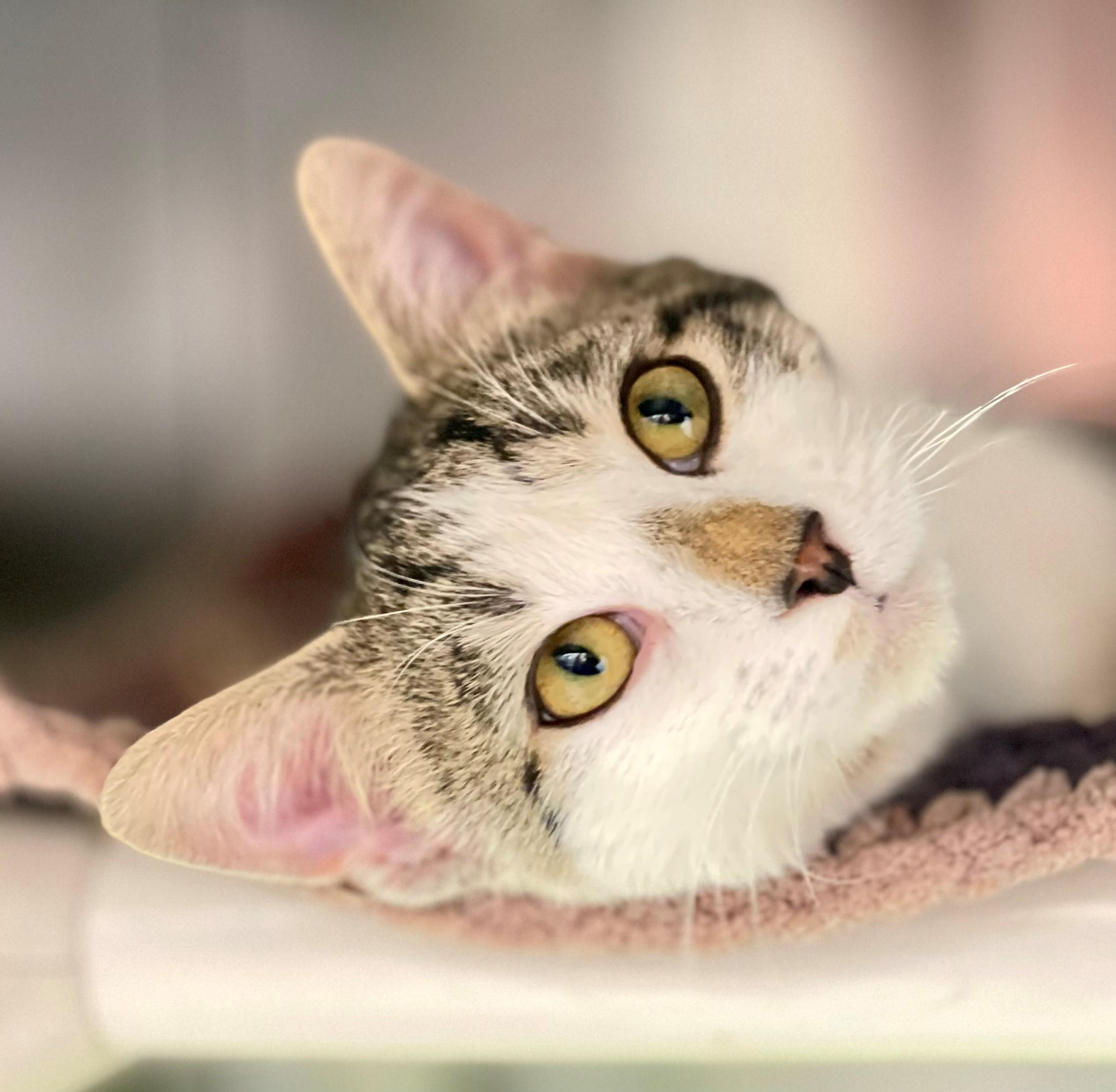 Enlarge Figaro, an adoptable Domestic Short Hair in Hamilton, ON image 1/3