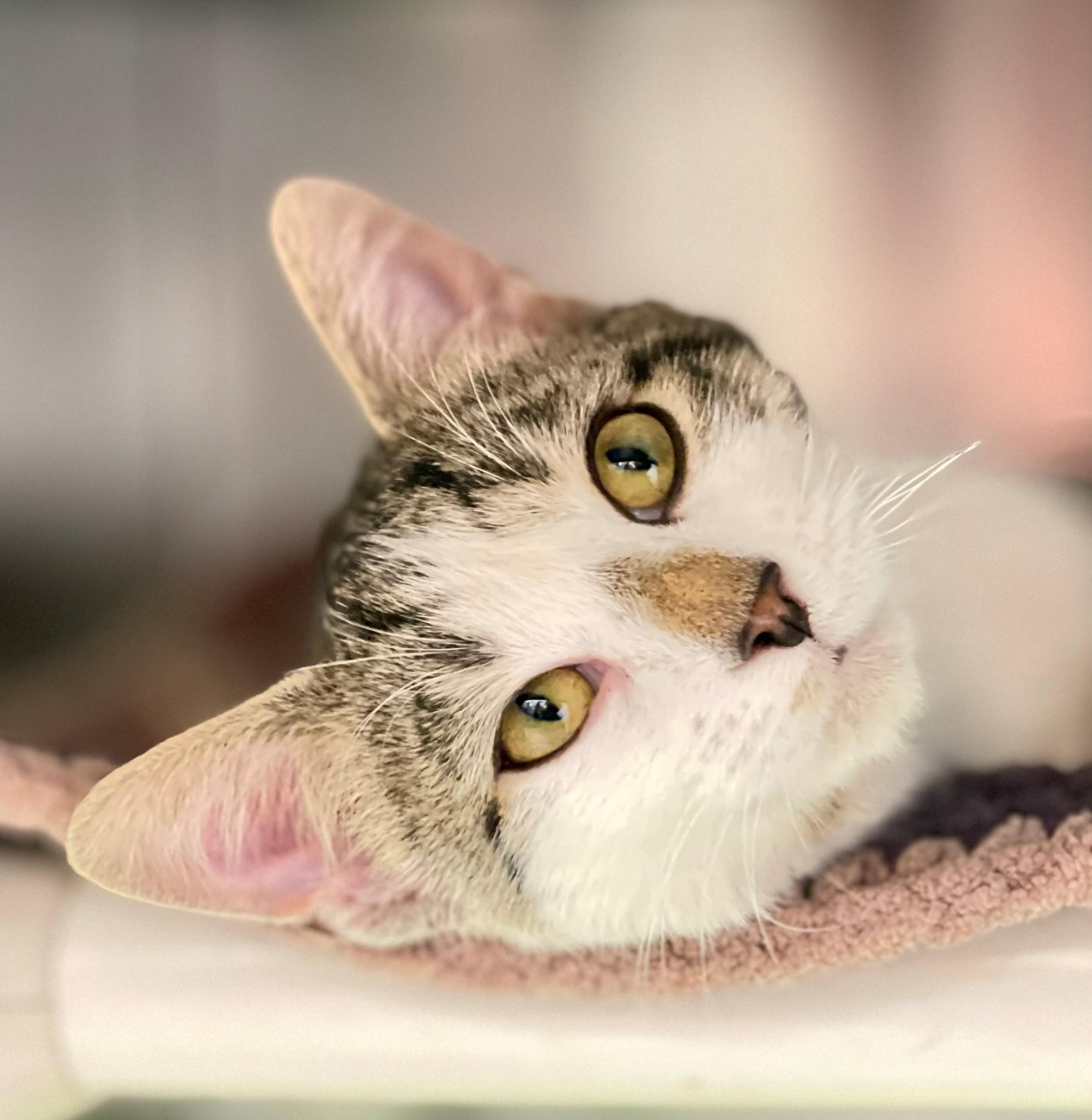 Enlarge Figaro, an adoptable Domestic Short Hair in Hamilton, ON image 3/3