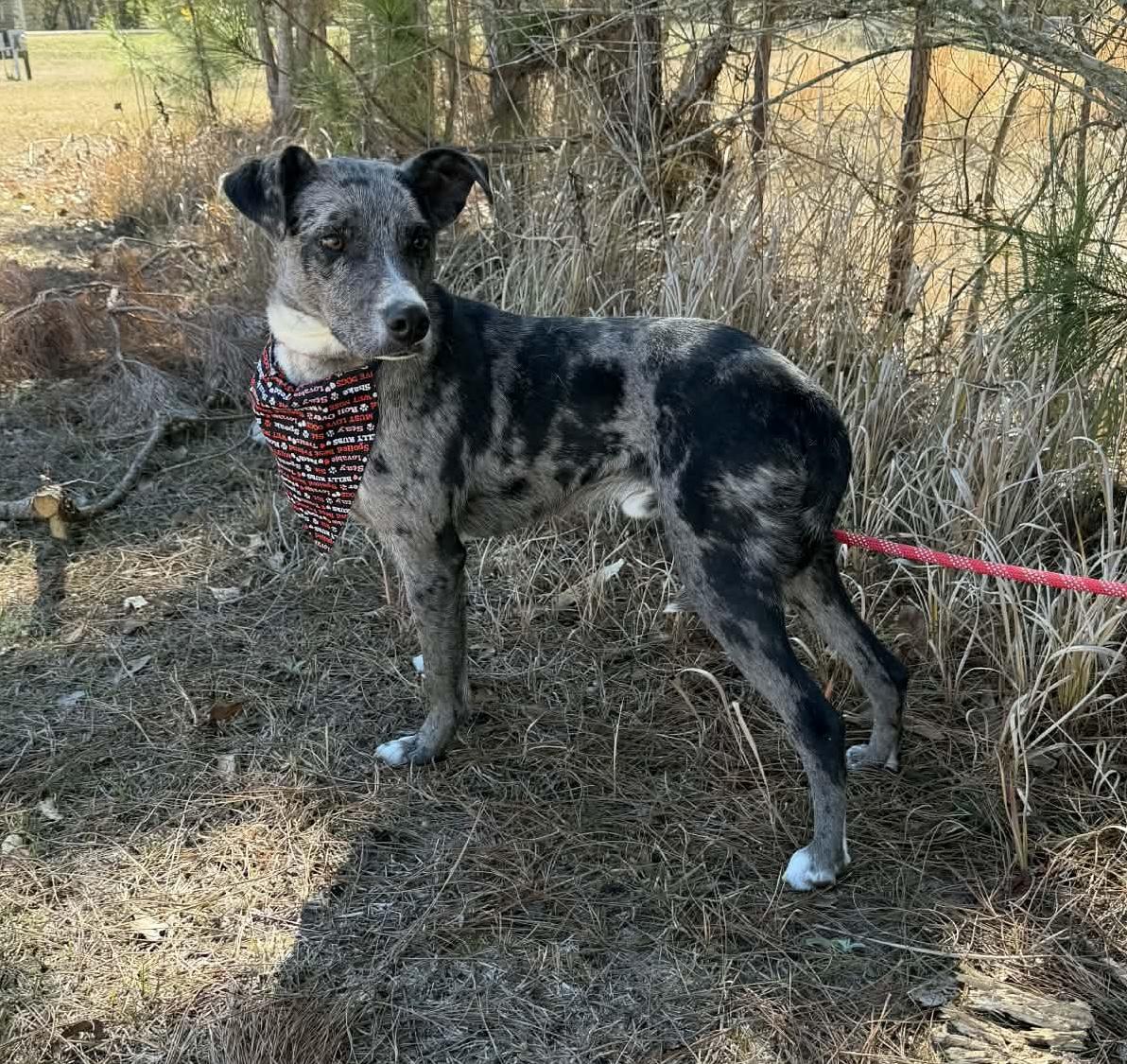 Enlarge Blue, a Adoptable Catahoula Leopard Dog in Jackson, MI image 2/6