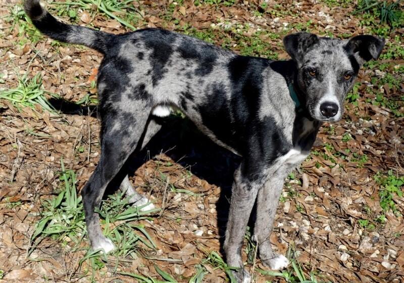 Enlarge Blue, a Adoptable Catahoula Leopard Dog in Jackson, MI image 1/6
