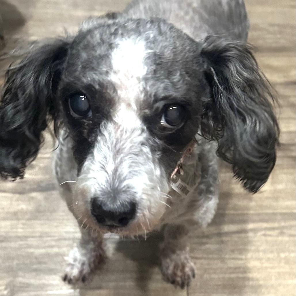 Zuni, a Adoptable Poodle in Ramona, CA image 2/6