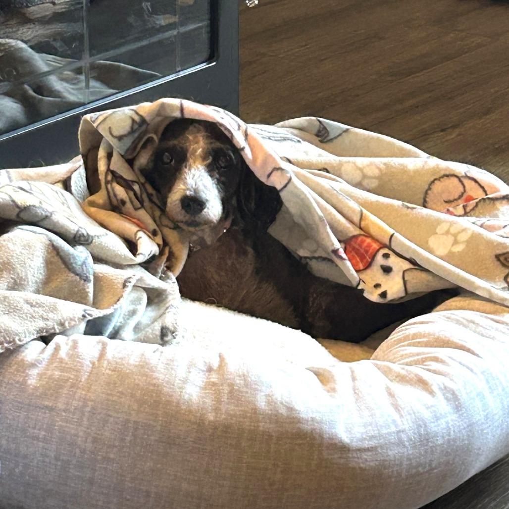 Zuni, a Adoptable Poodle in Ramona, CA image 5/6
