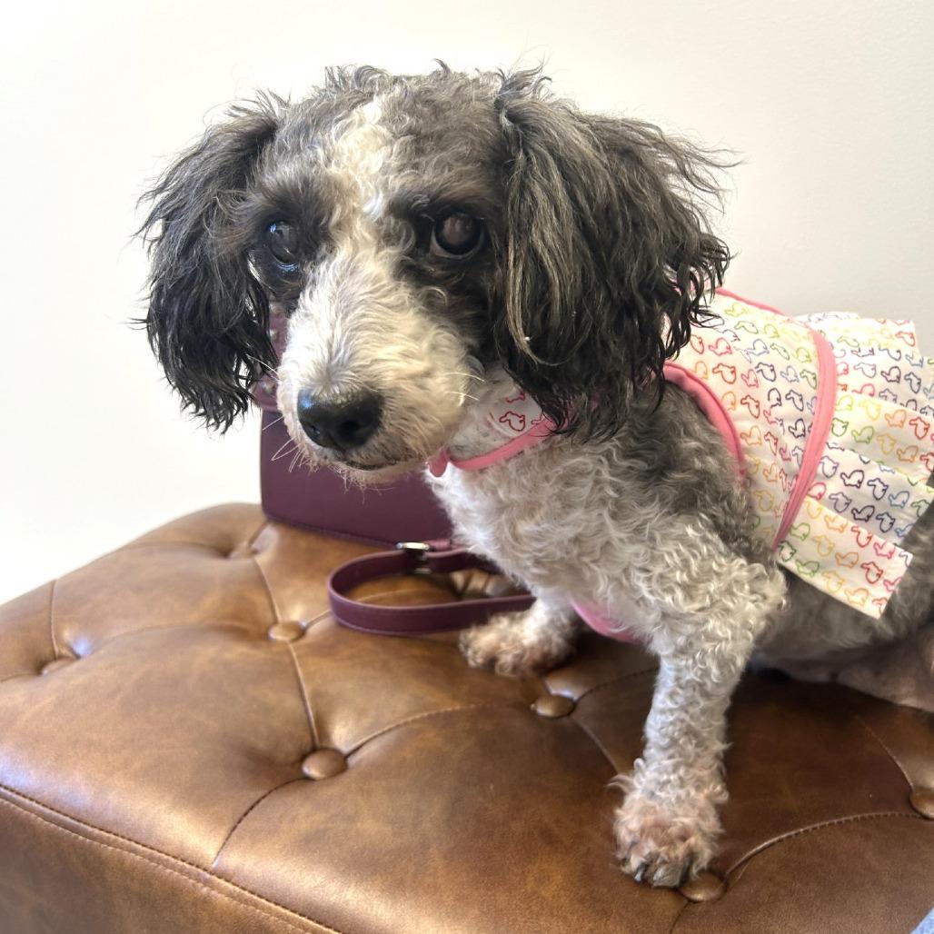 Zuni, a Adoptable Poodle in Ramona, CA image 6/6