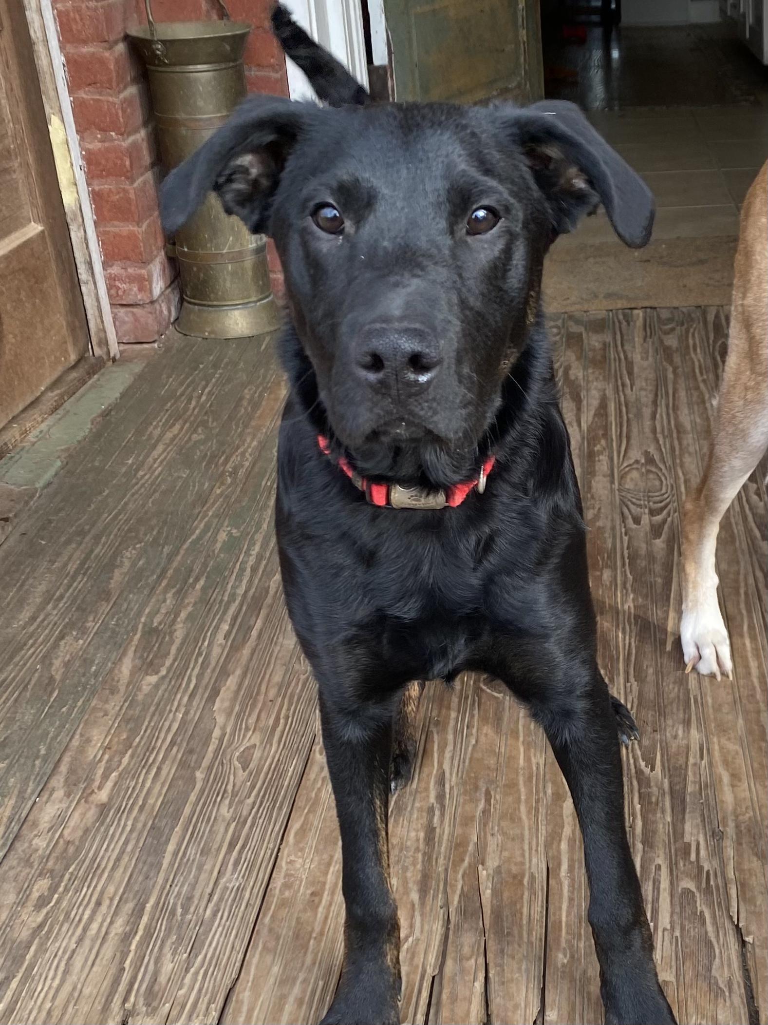 Charlie Cuddles — thumbnail 3