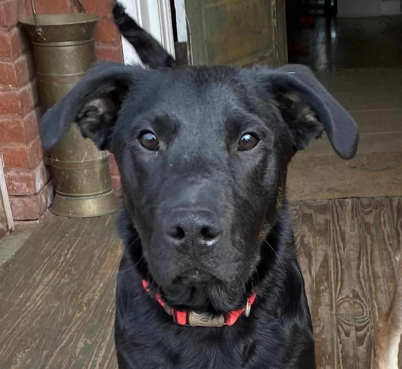 Charlie Cuddles — thumbnail 4