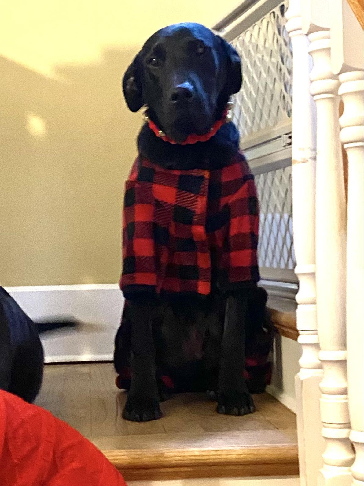 Charlie Cuddles — thumbnail 5