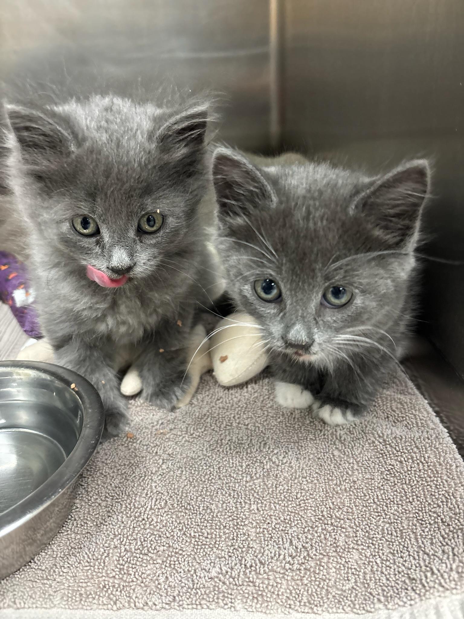 Dior, Adopted, Kitten Female Russian Blue & Domestic Long Hair.