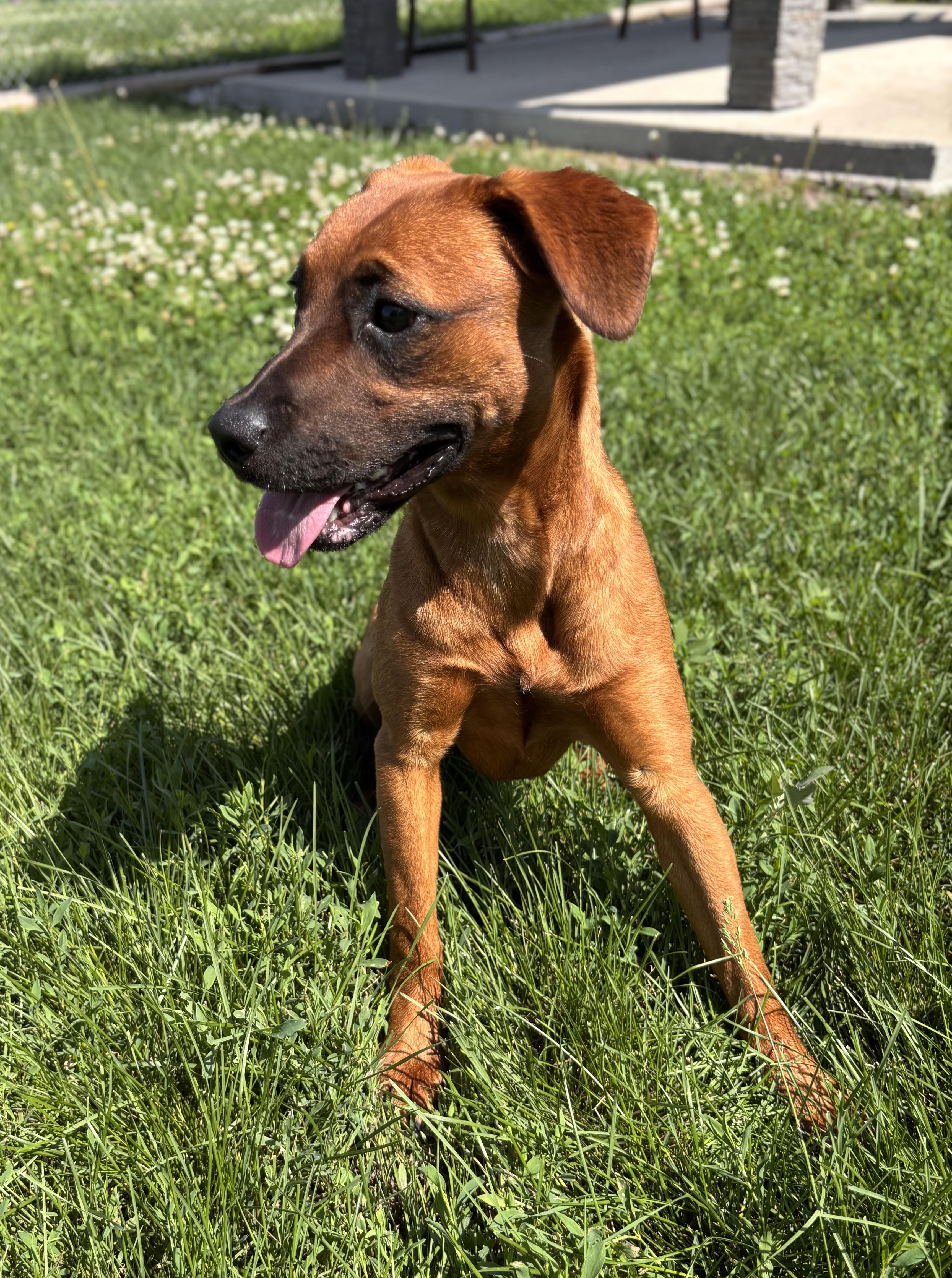 Belle, ADOPTABLE, Puppy Female Hound.