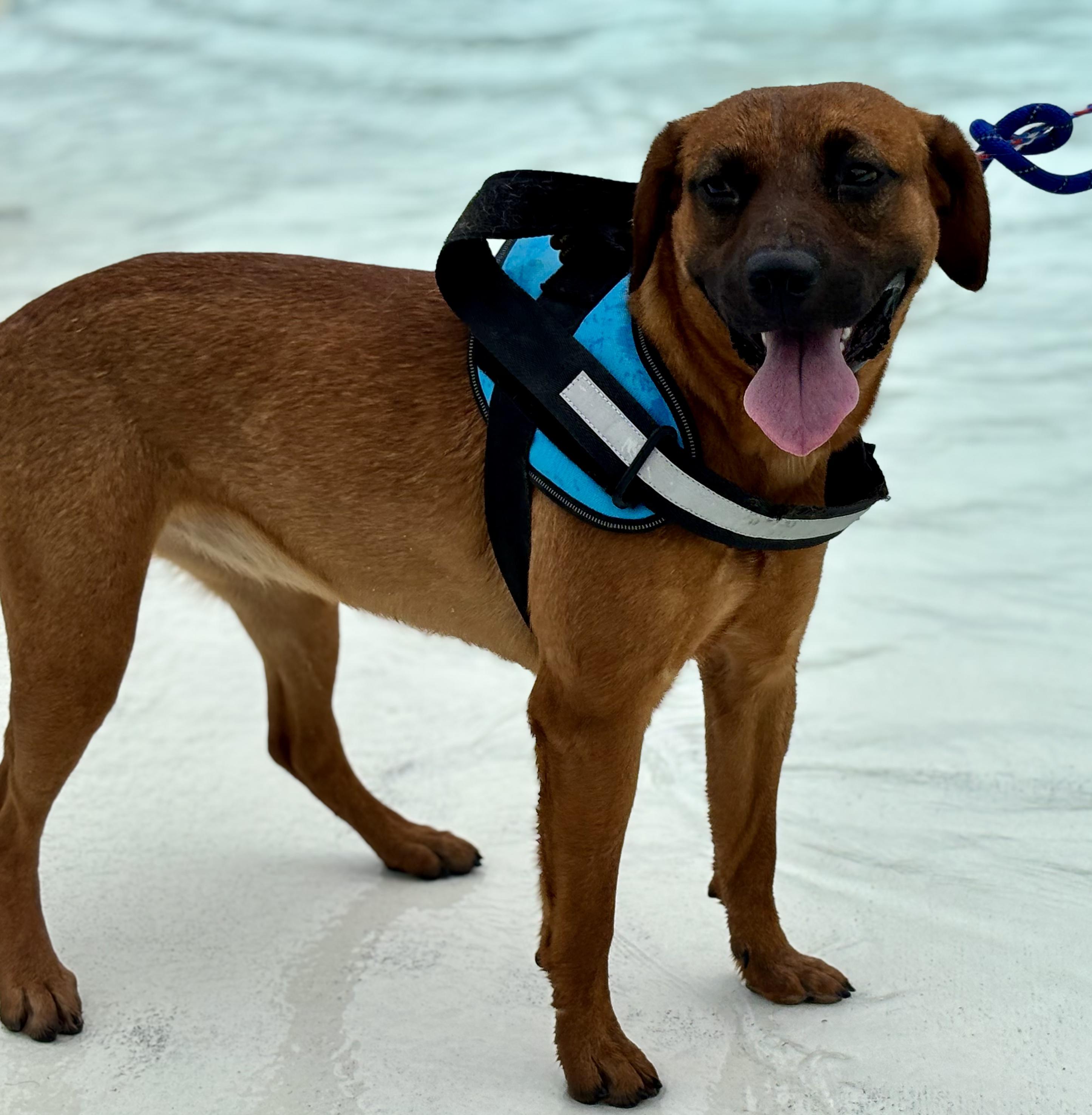 Enlarge Belle, a Adoptable mixed breed in Shenandoah, IA image 3/5