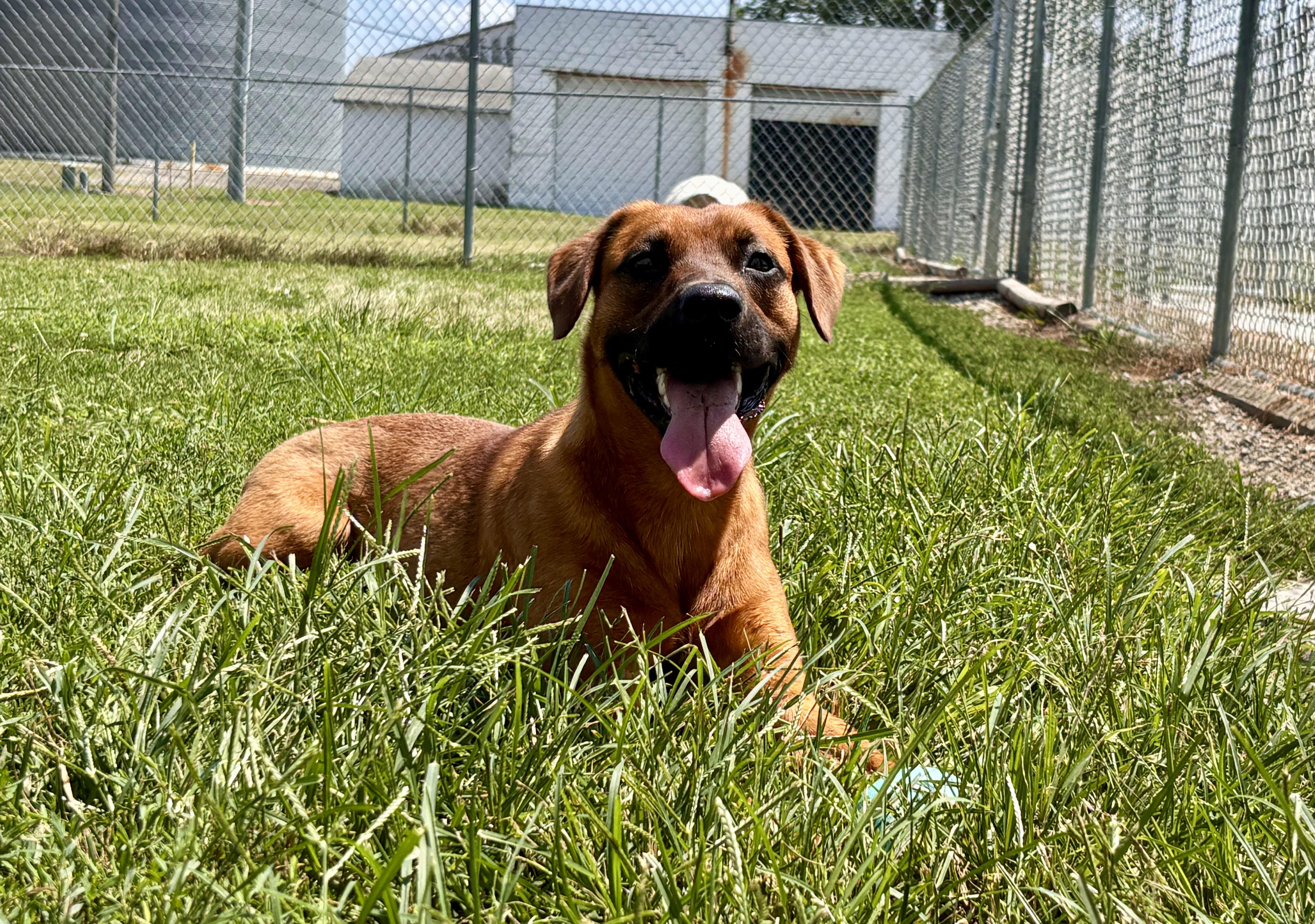 Belle, Adoptable, Young Female Hound.