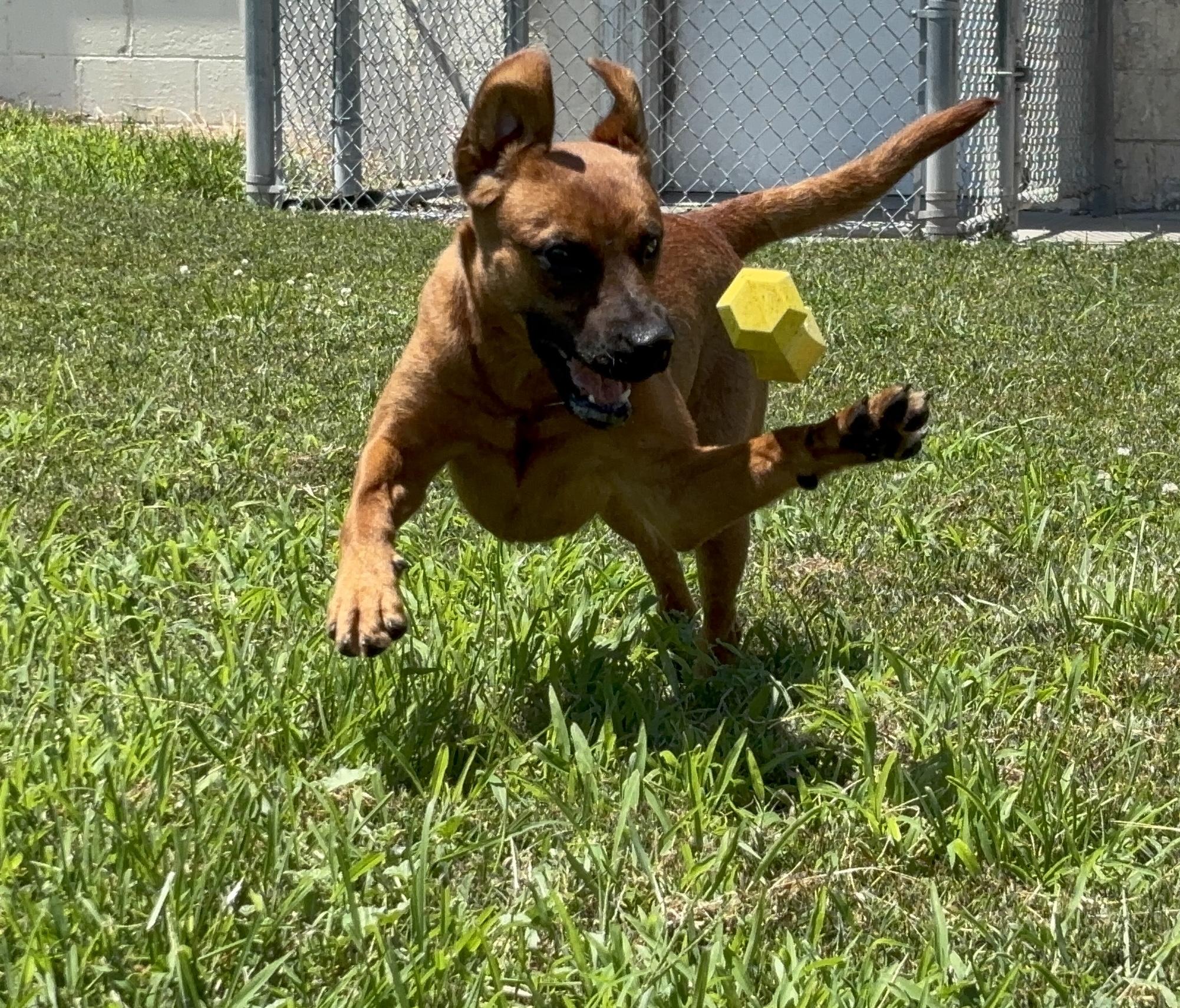 Belle, ADOPTABLE, Puppy Female Hound.