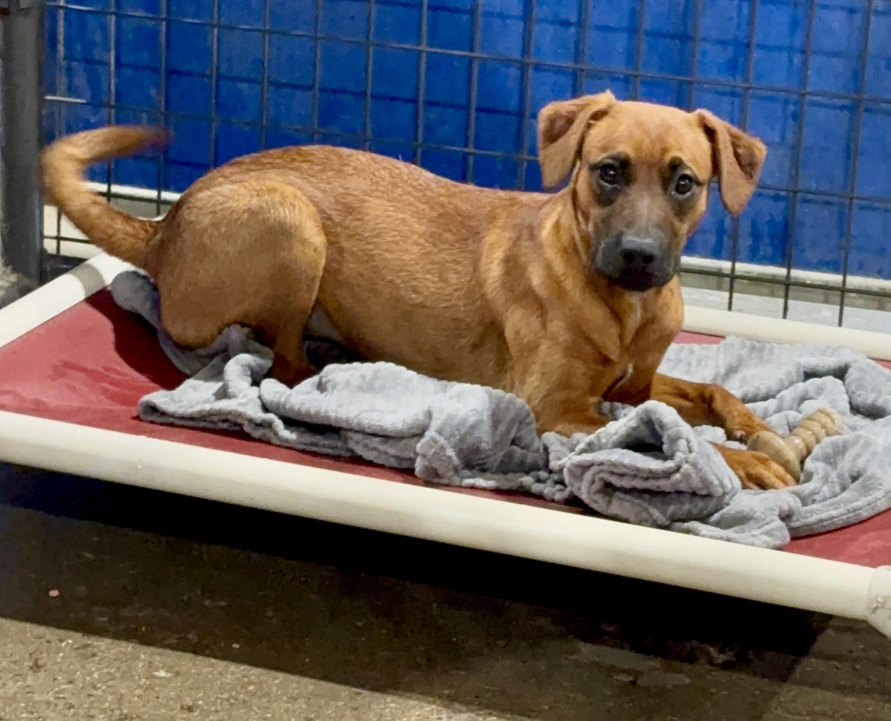 Belle, a ADOPTABLE mixed breed in Shenandoah, IA image 2/2