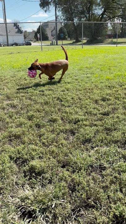 Enlarge Belle, a Adoptable mixed breed in Shenandoah, IA video 4/5