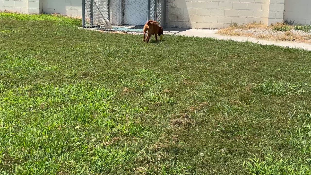 Enlarge Belle, a ADOPTABLE mixed breed in Shenandoah, IA video 3/4