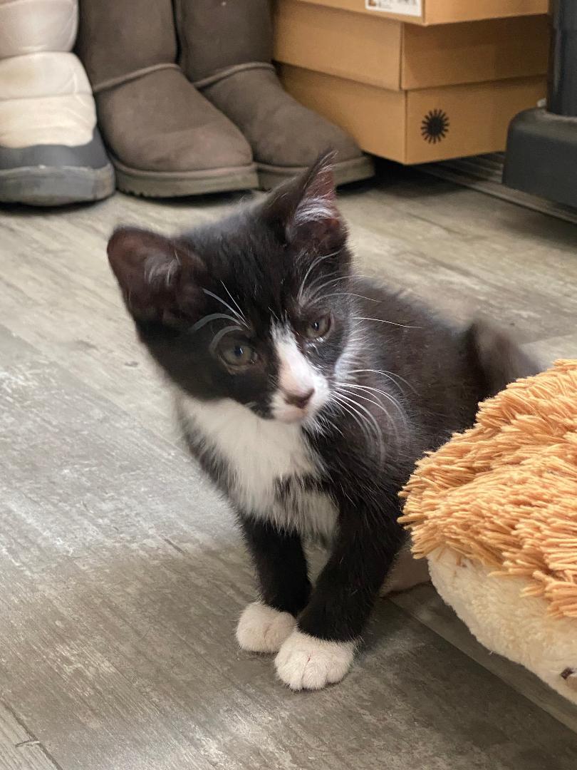 Spoon, ADOPTABLE, Kitten Female Domestic Short Hair.