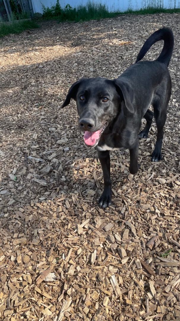 Mera, adopted, Adult Female German Shepherd Dog.