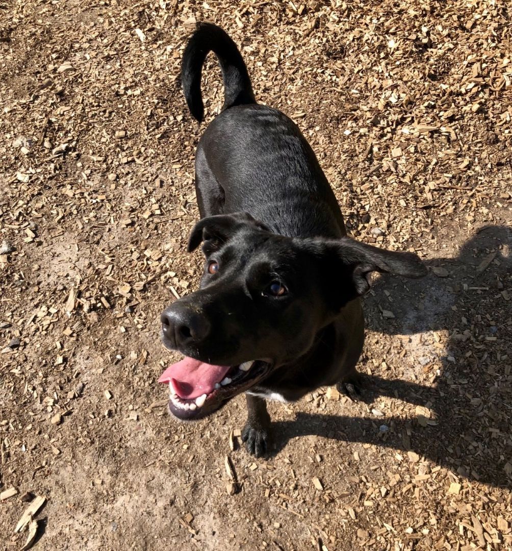 Enlarge Mera, an adopted mixed breed in Canton, CT image 2/5