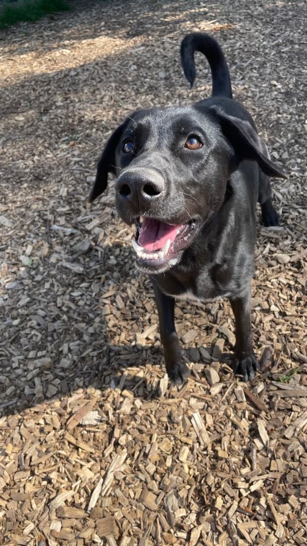 Enlarge Mera, an adopted mixed breed in Canton, CT image 3/5