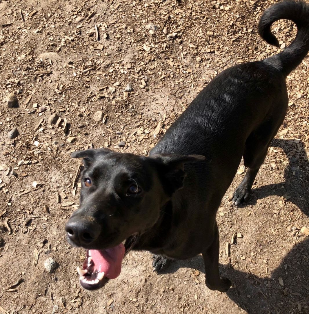 Enlarge Mera, an adopted mixed breed in Canton, CT image 4/5