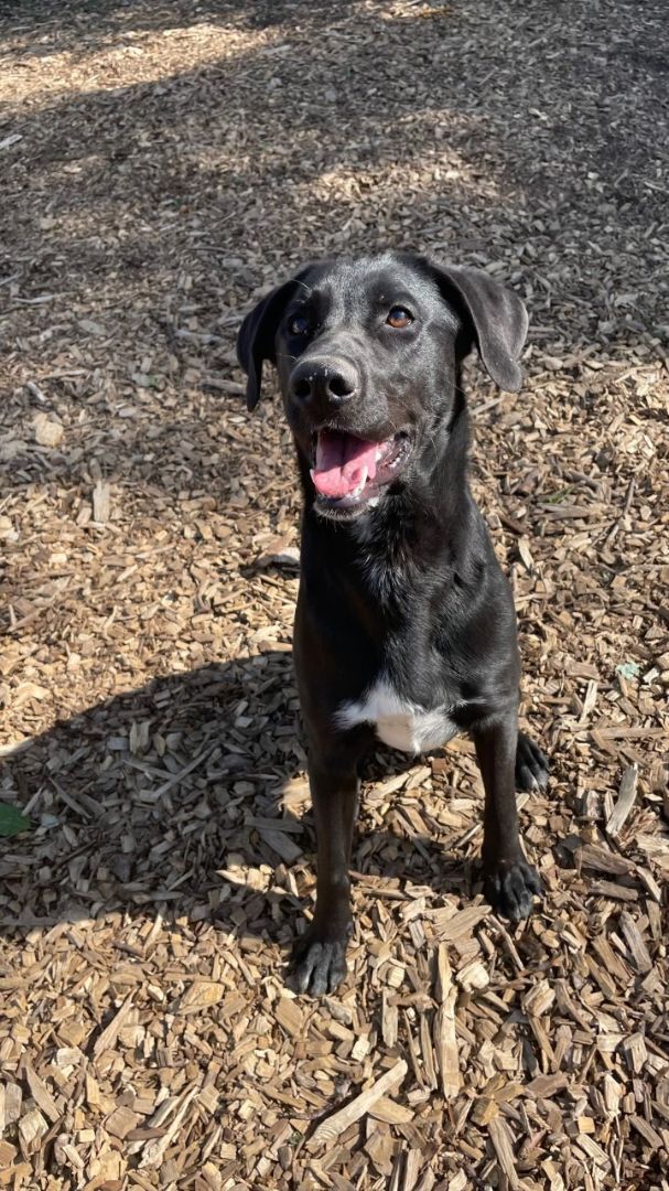 Enlarge Mera, an adopted mixed breed in Canton, CT image 5/5