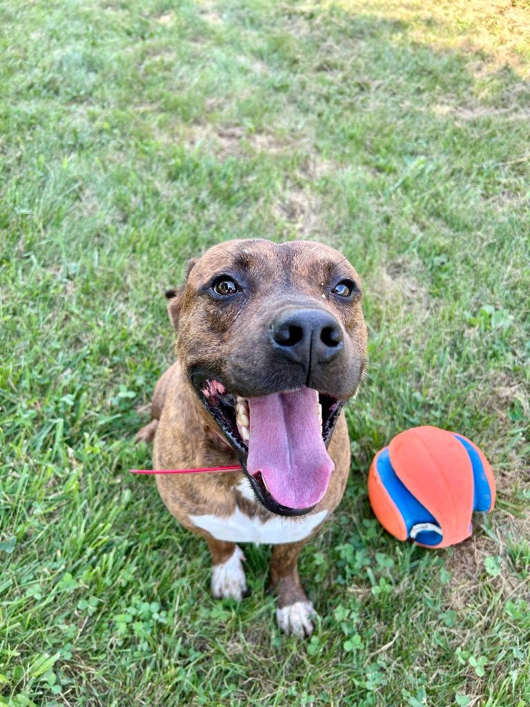 Saivyer, Adoptable, Adult Male Pit Bull Terrier.