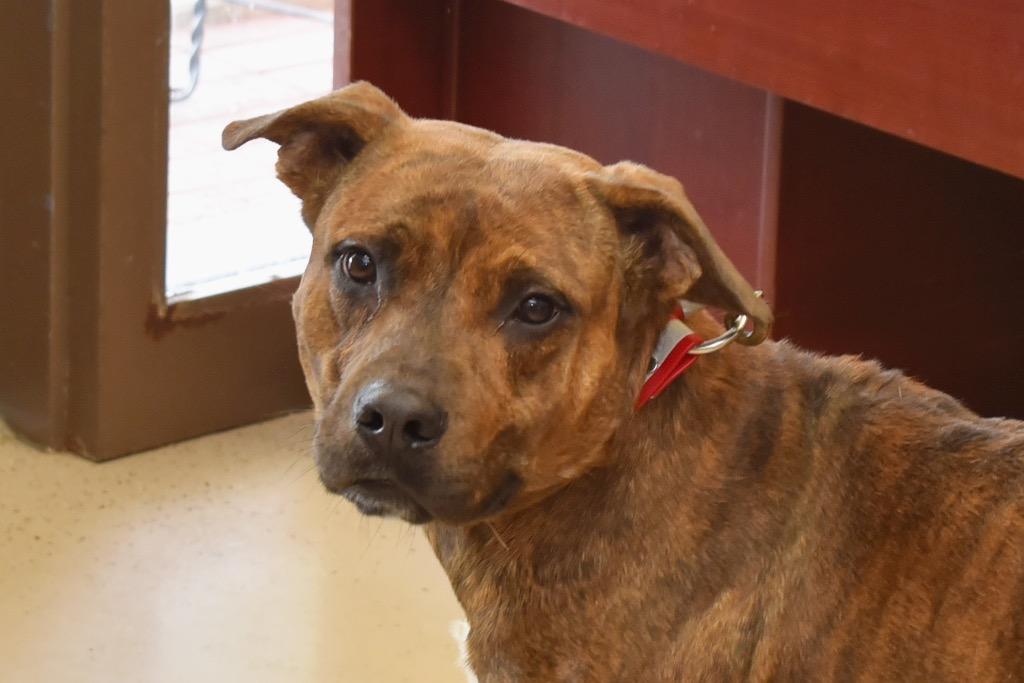 Saivyer, a Adoptable Pit Bull Terrier in West Union, OH image 2/2