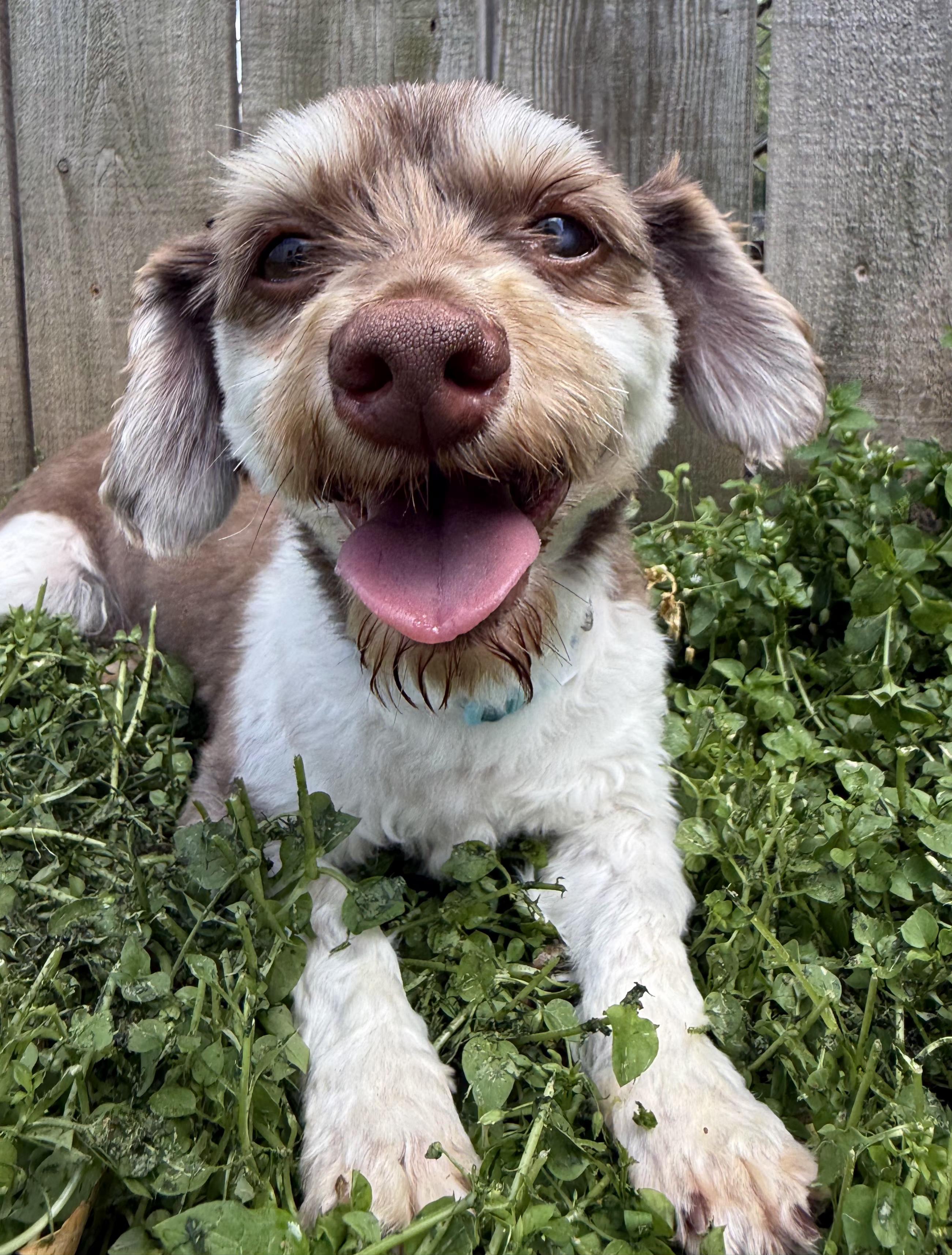 Enlarge Winston, an adopted mixed breed in Lexington, KY image 2/3