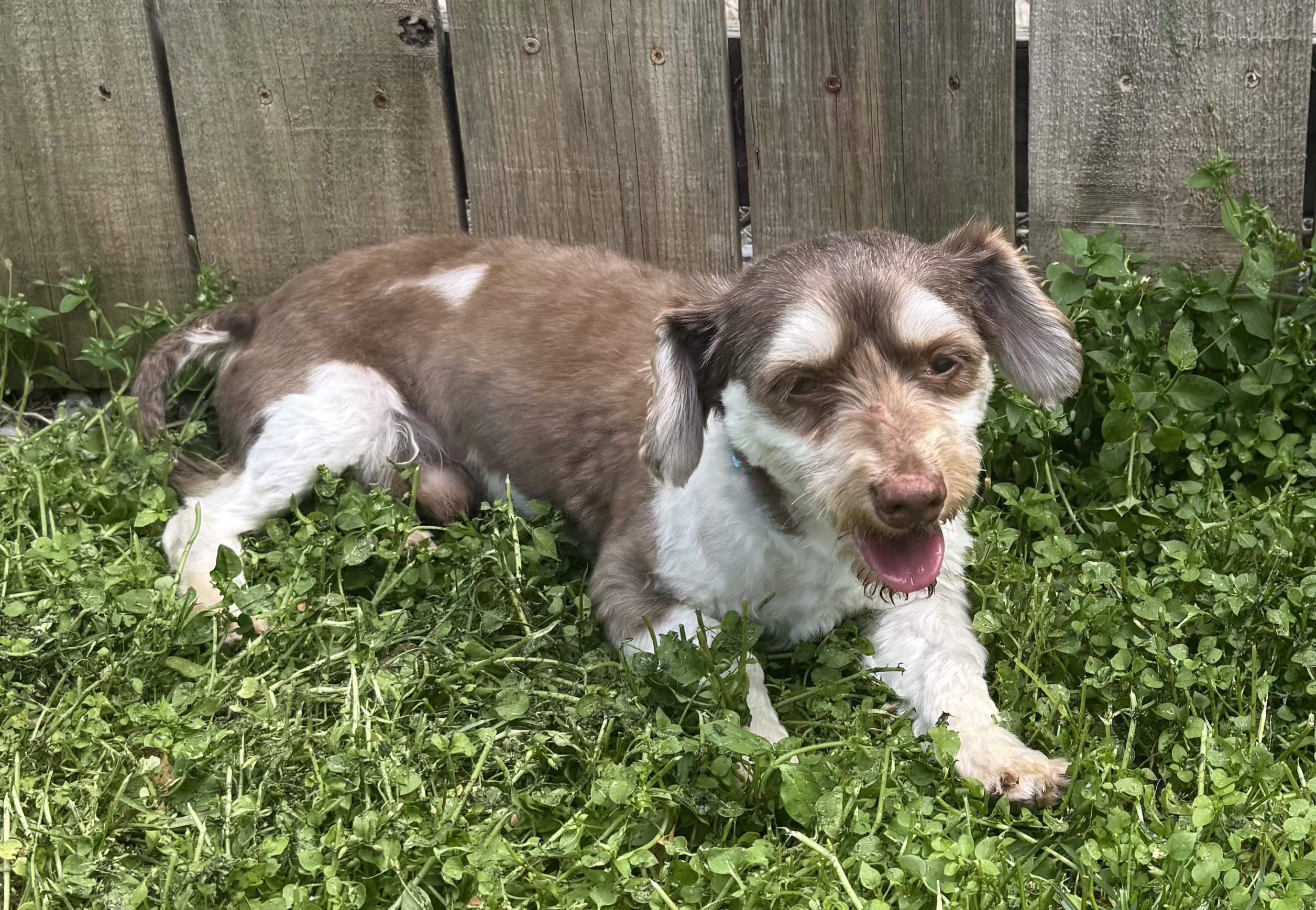 Enlarge Winston, an adopted mixed breed in Lexington, KY image 3/3