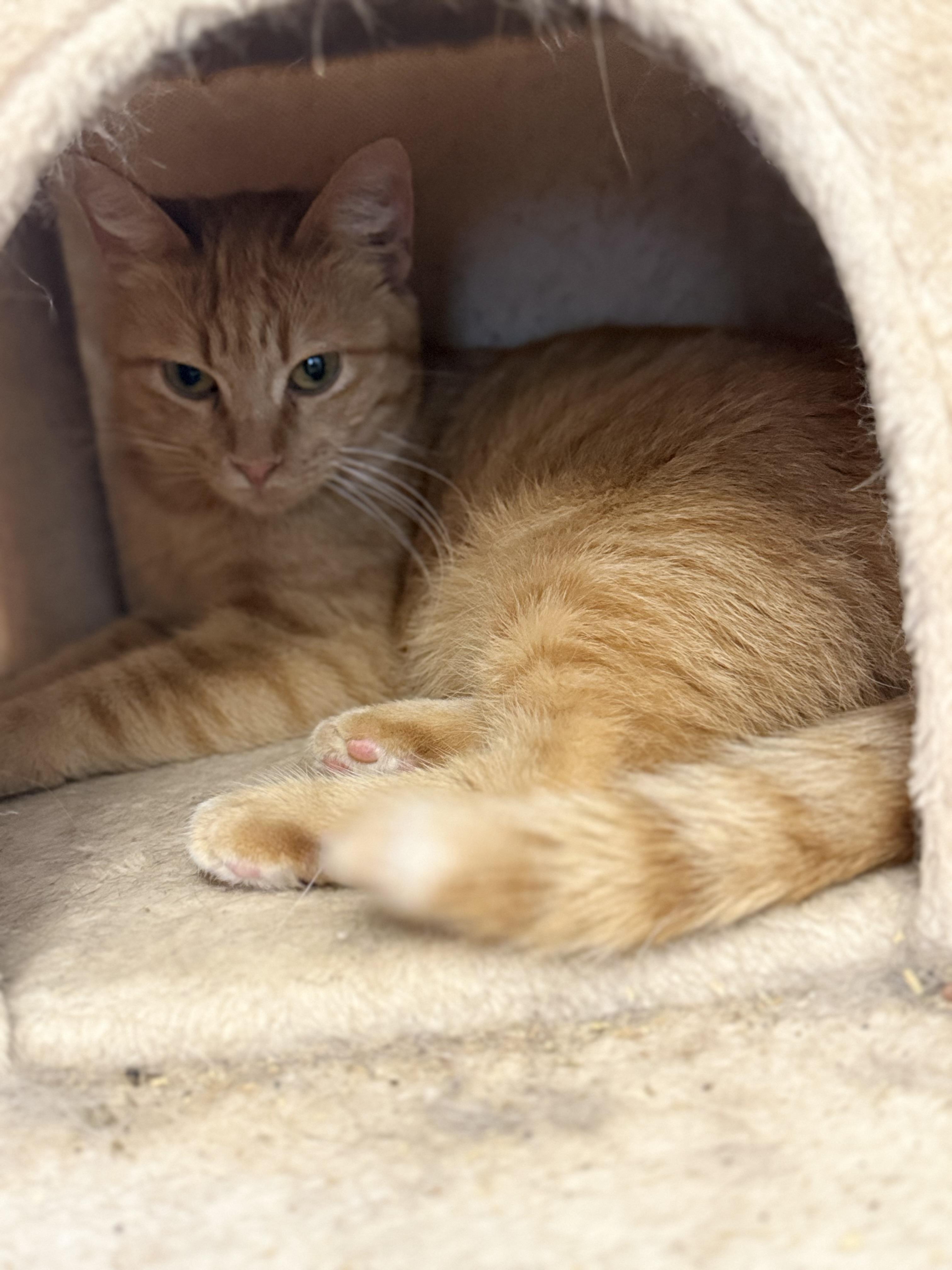 Lucy, a ADOPTABLE Domestic Short Hair in Royalton, IL image 2/2