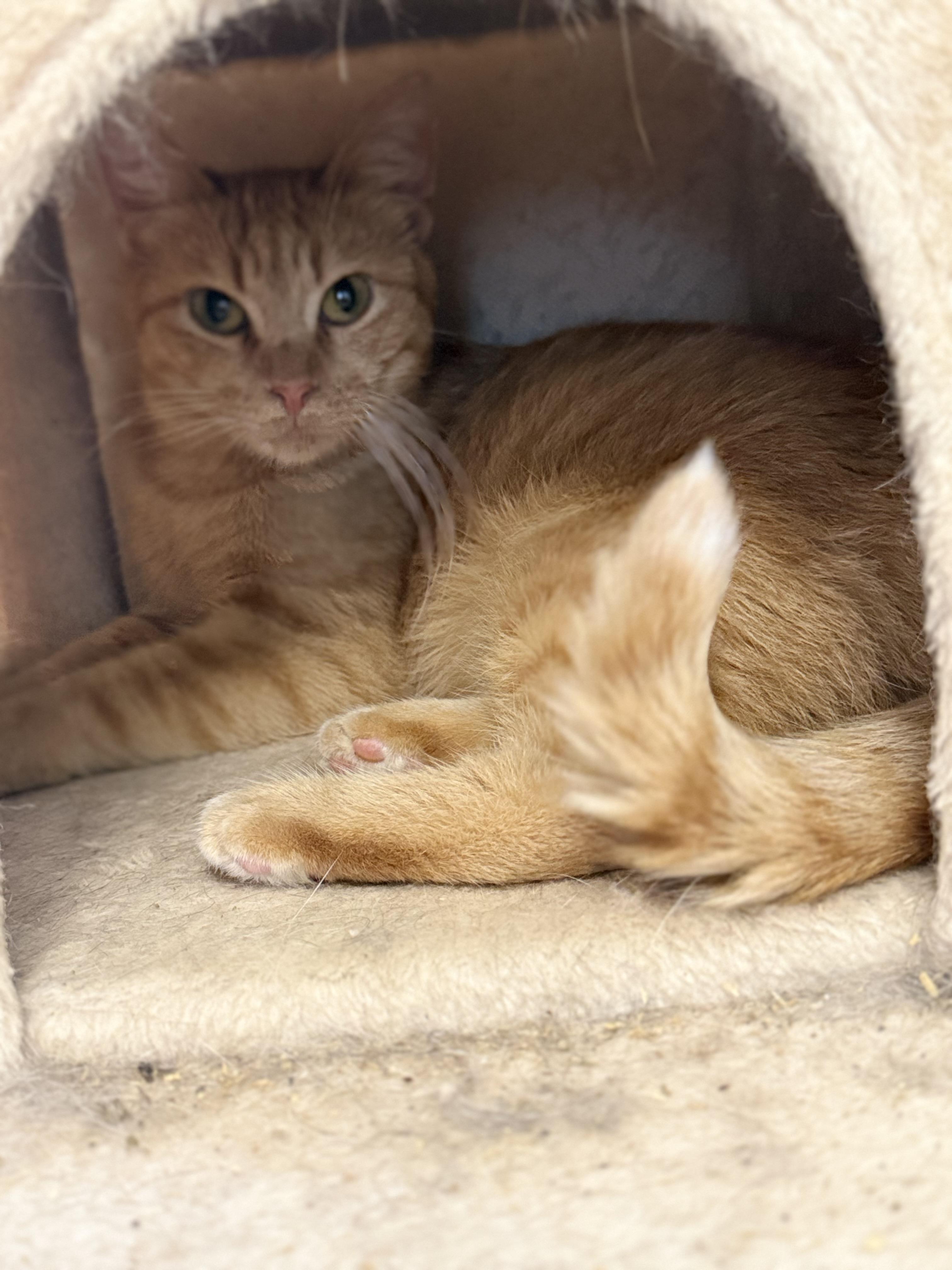 Lucy, a ADOPTABLE Domestic Short Hair in Royalton, IL image 1/2