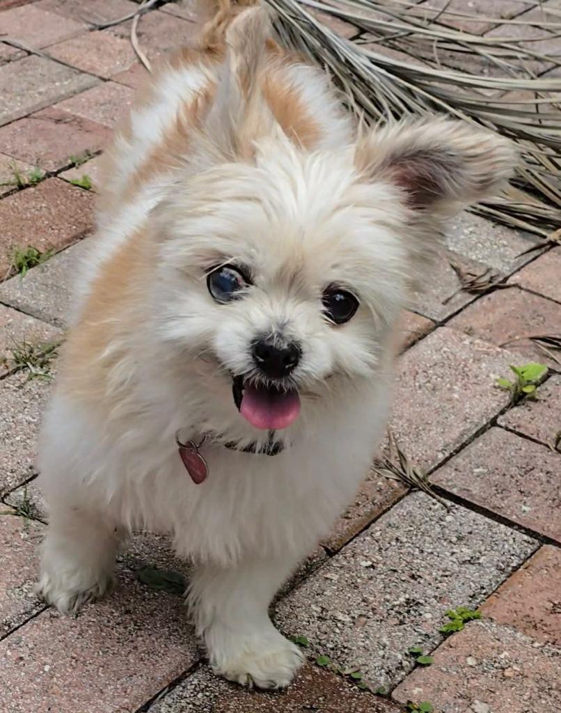 Enlarge MISHA, a Adoptable mixed breed in Palm City, FL image 1/5